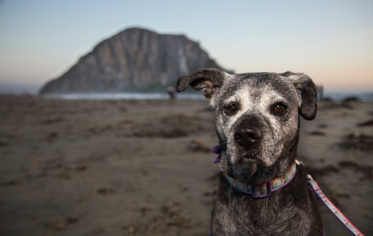 Where Can I Take My Dog on the Central Coast?