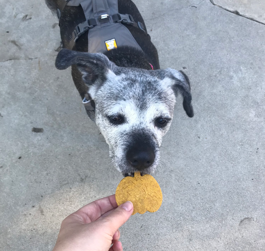 Easy Pumpkin Peanut Butter Dog Treat Recipe