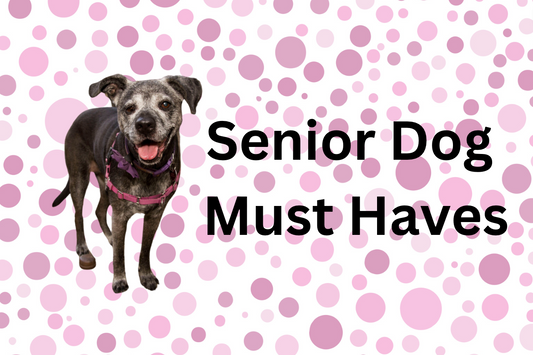 Must Haves For Senior Dogs