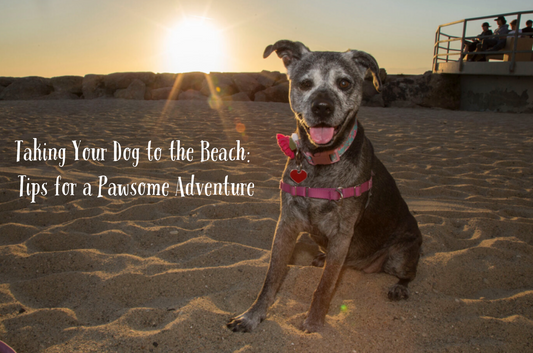 Taking Your Dog to the Beach: Tips for a Pawsome Adventure
