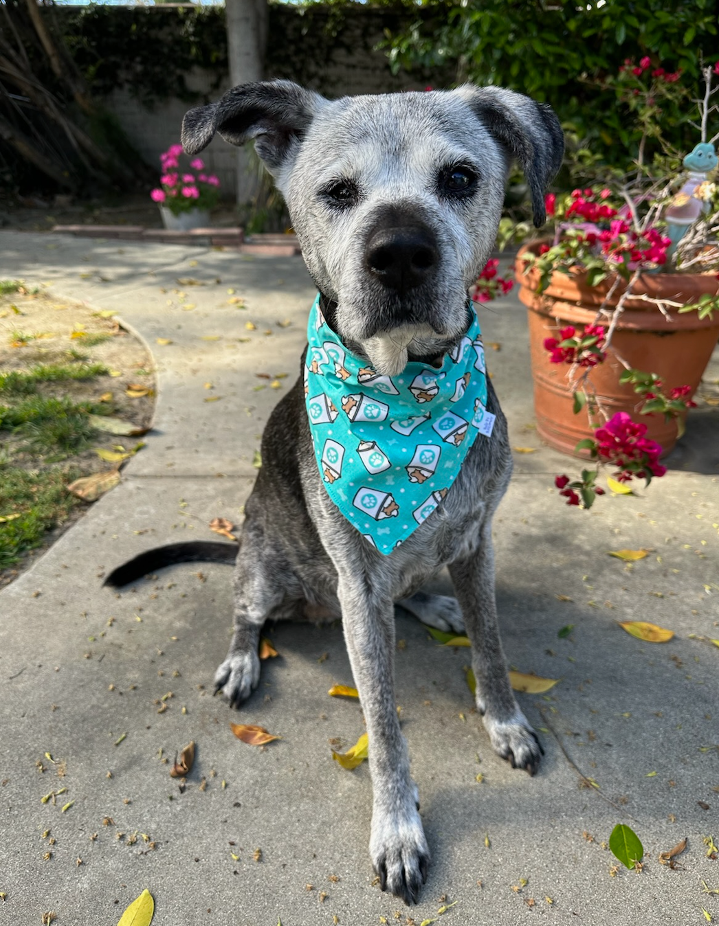 Pupichino and Coffee Dog Bandana