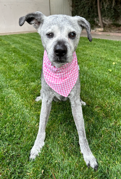 Pink Gingham and Hearts Valentines Day Bandana