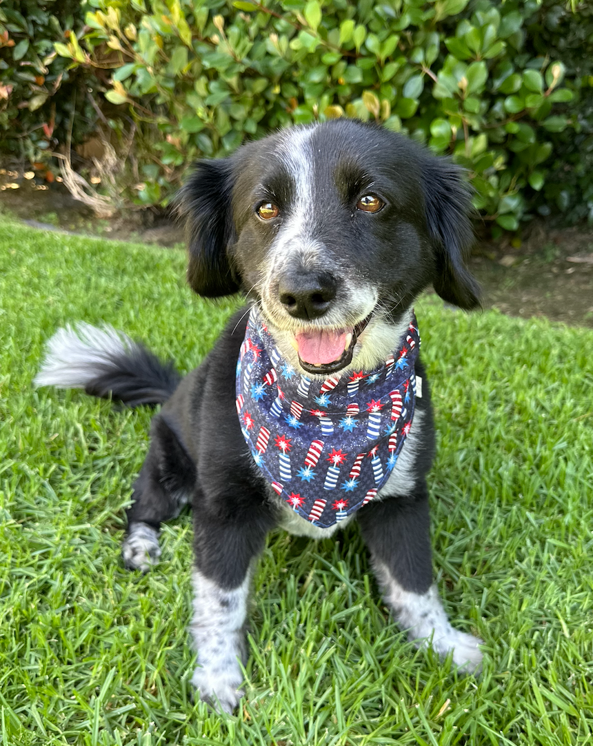 Sparkling Firecracker and Stars Dog Bandana