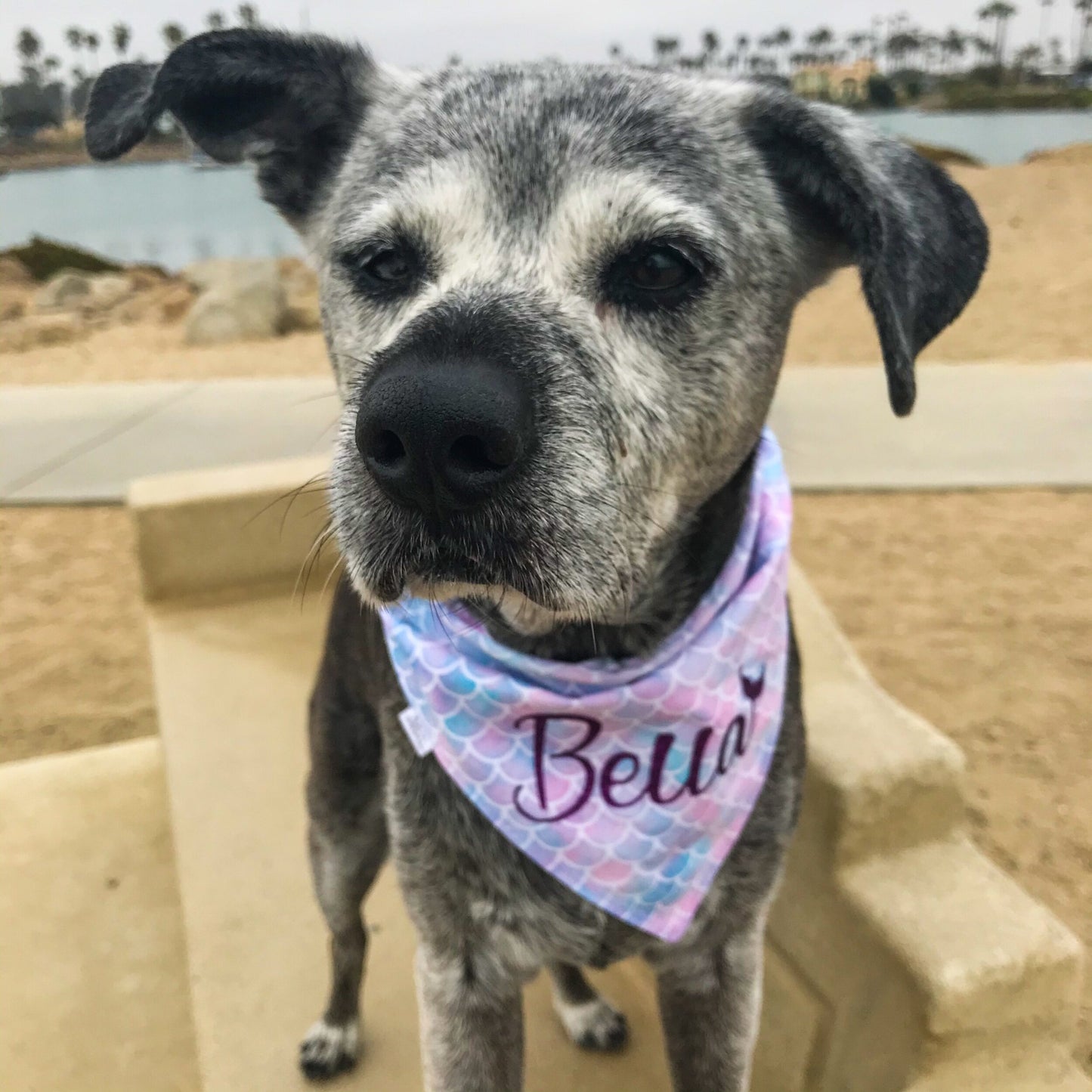 Mermaid Scale / Purple Starfish Reversible Dog Bandana