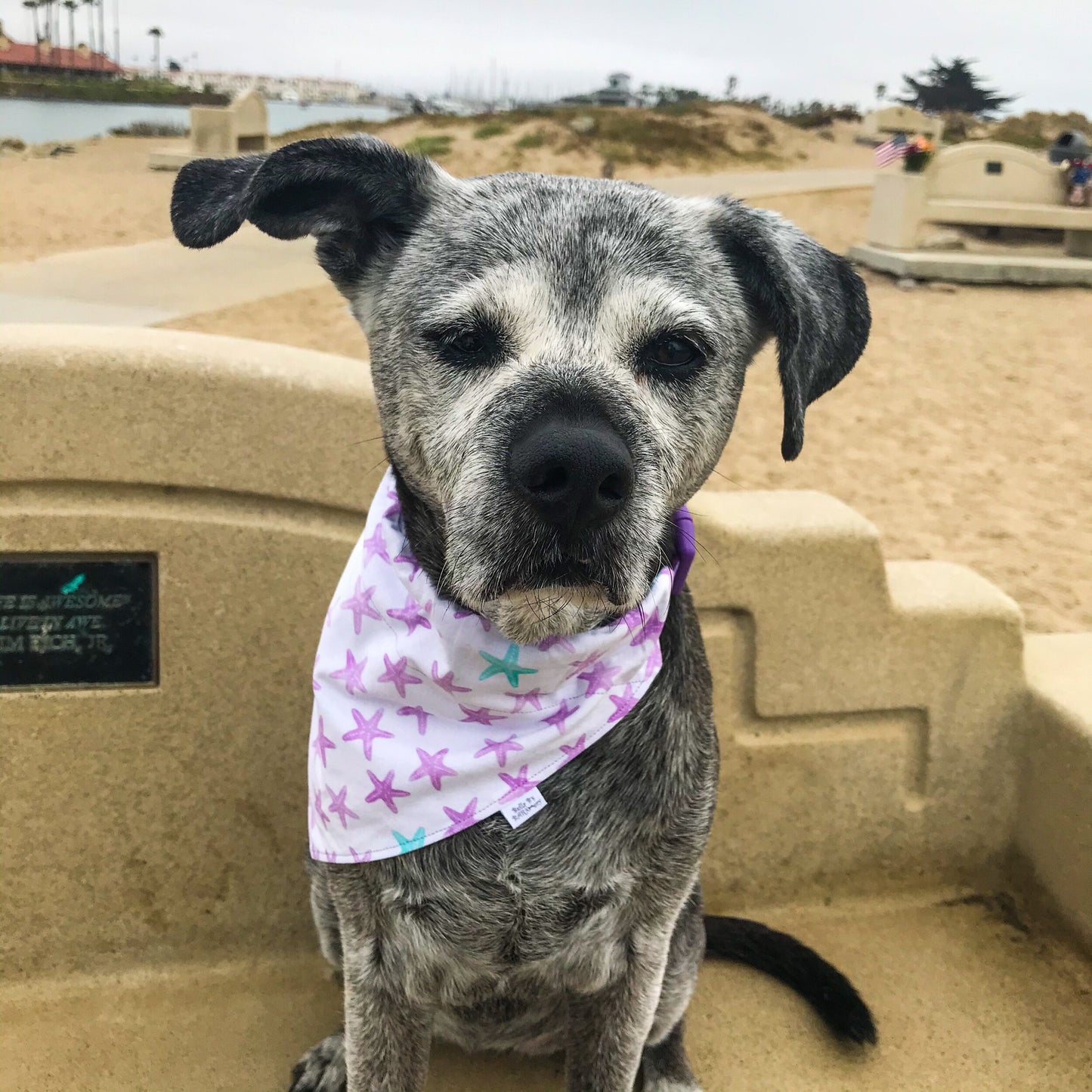 Mermaid Scale / Purple Starfish Reversible Dog Bandana