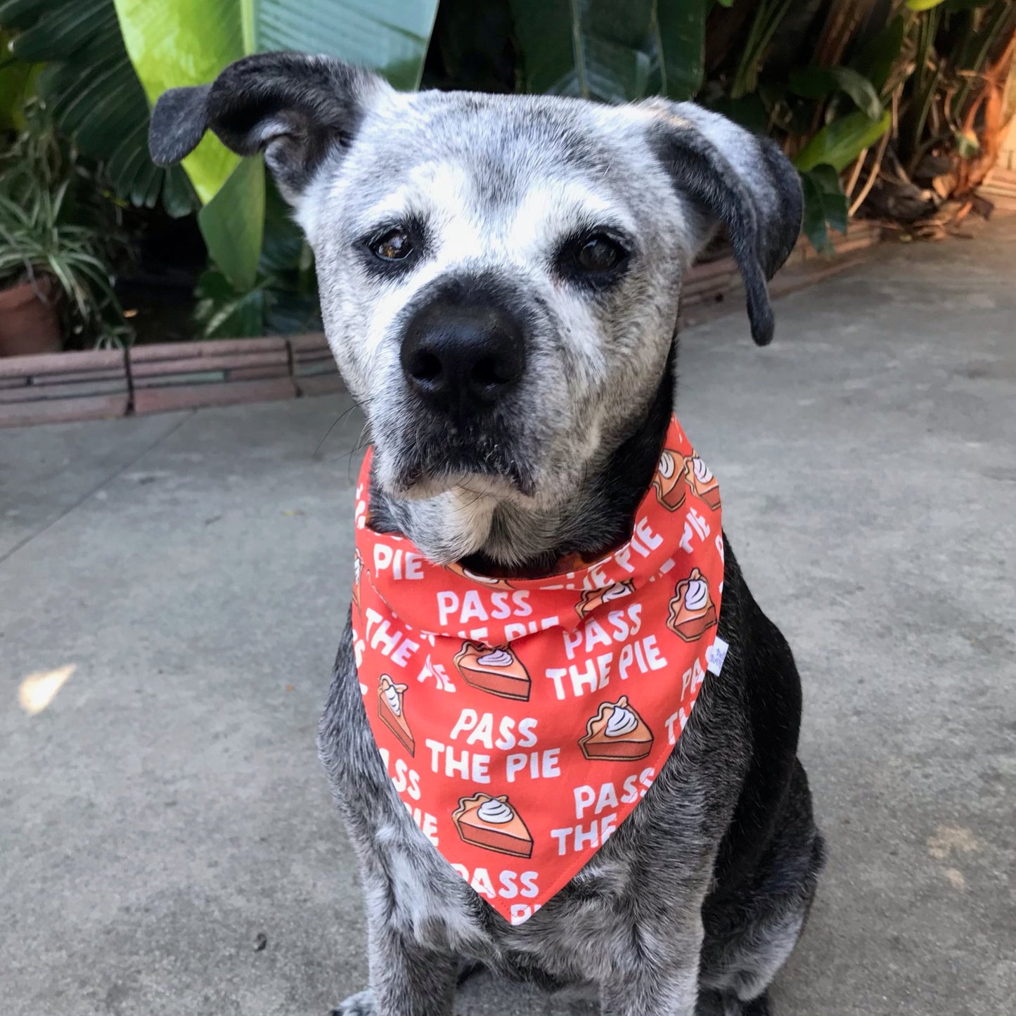 PASS THE PIE Reversible Dog Bandana
