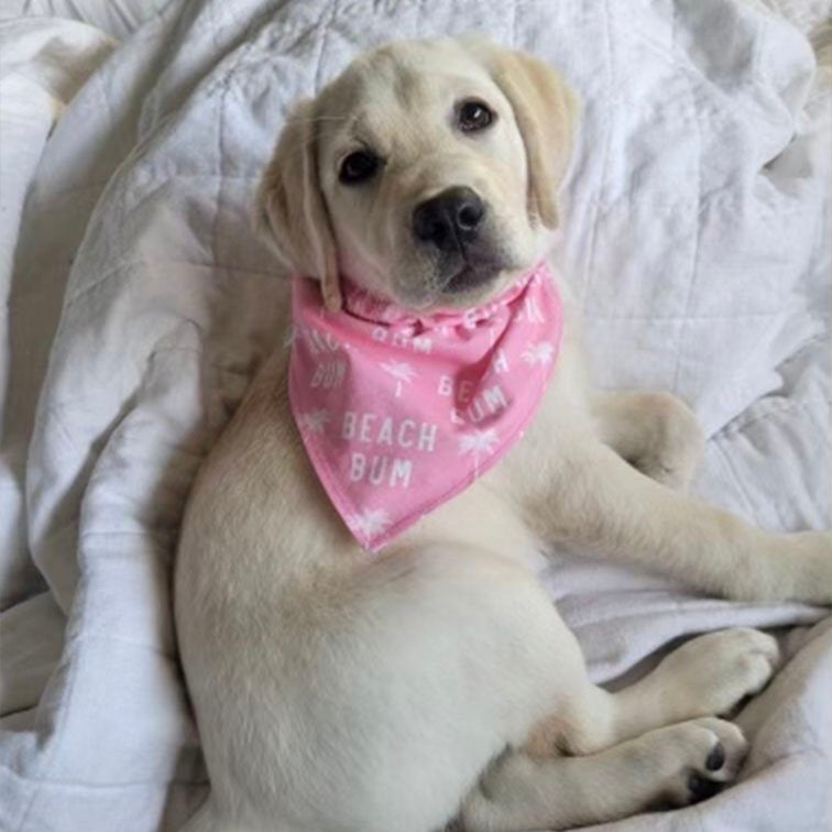 Pink Starfish / Beach Bum Dog Bandana