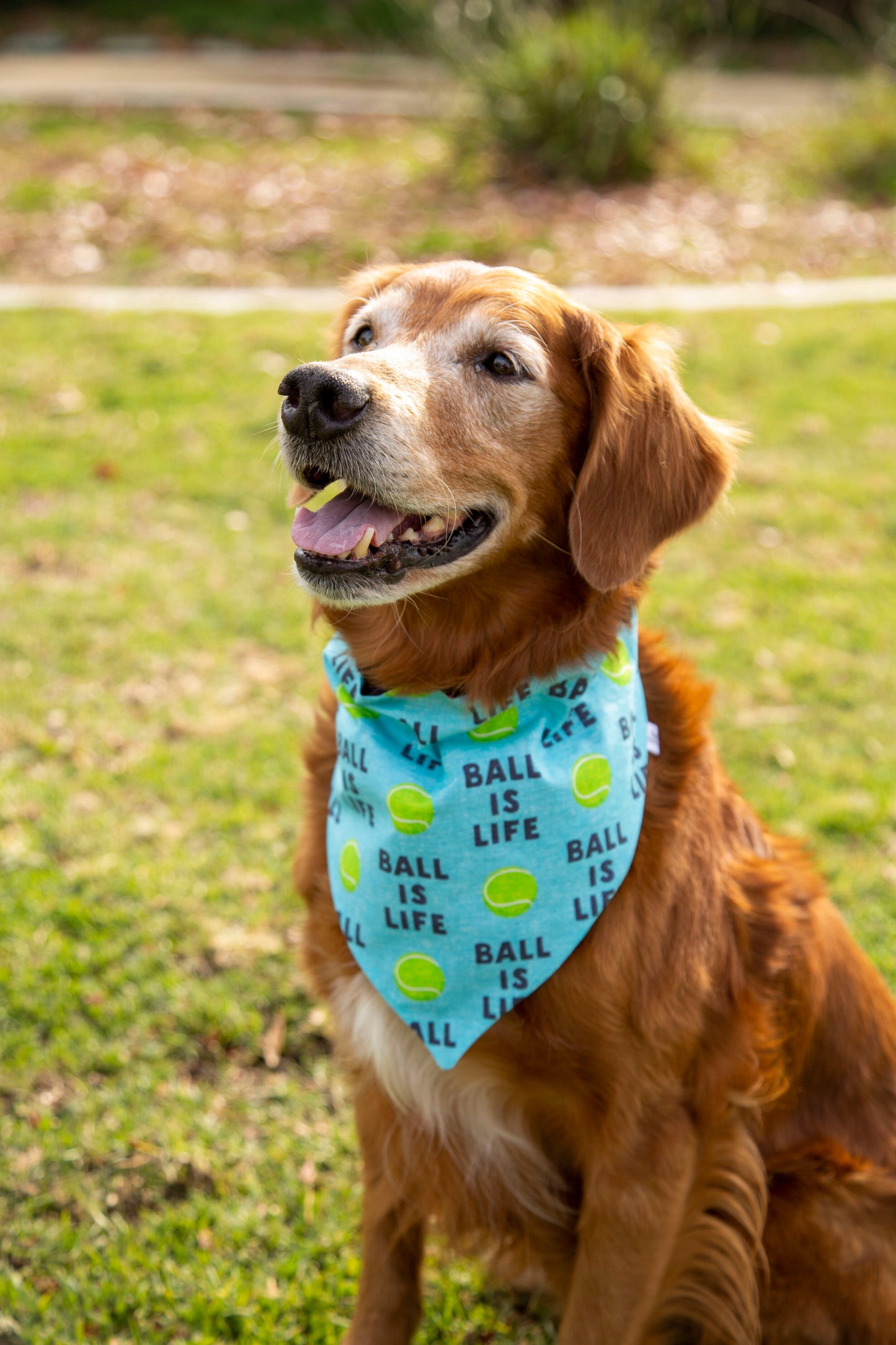 Ball is Life Dog Bandana
