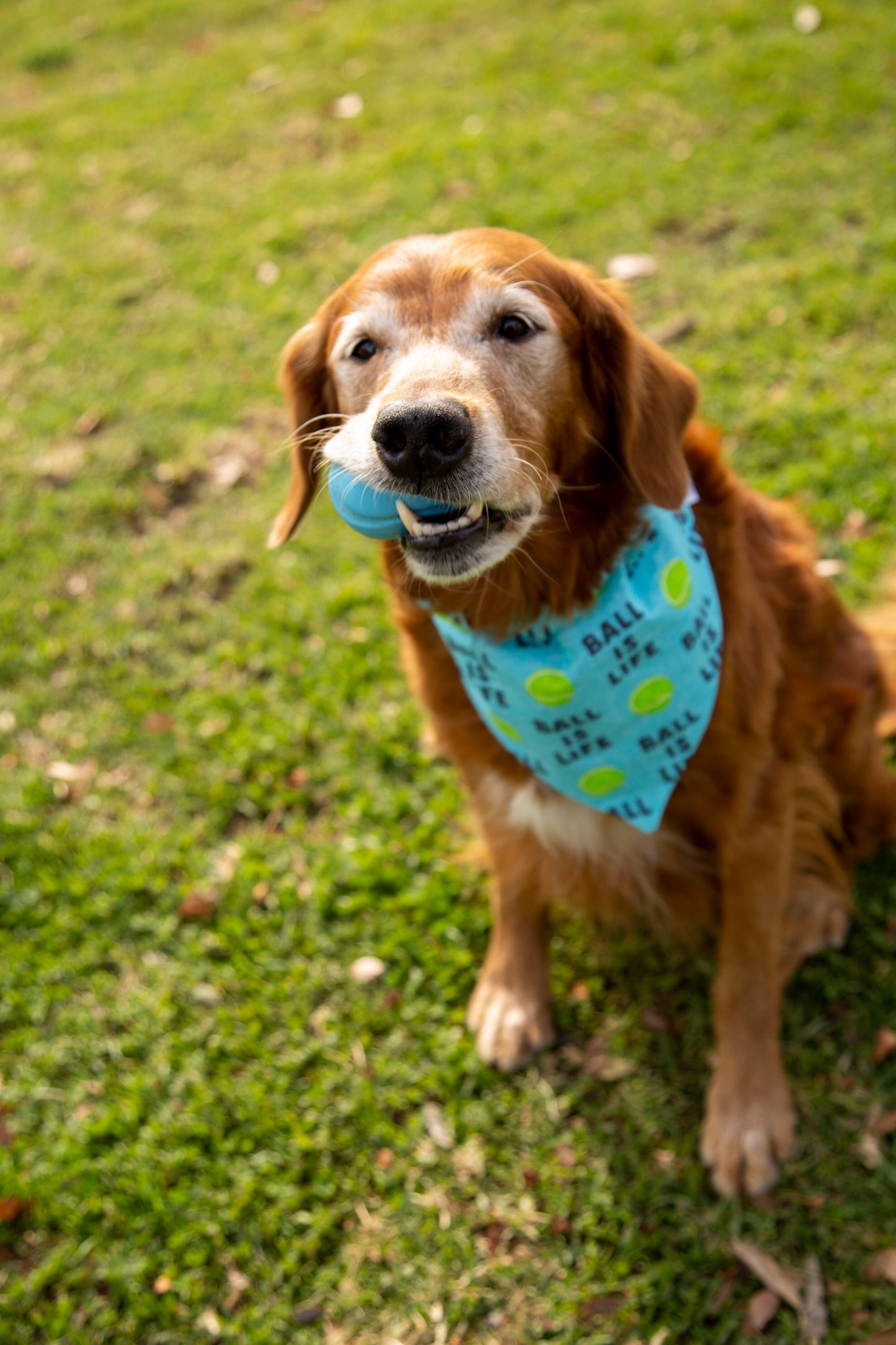 Ball is Life Dog Bandana