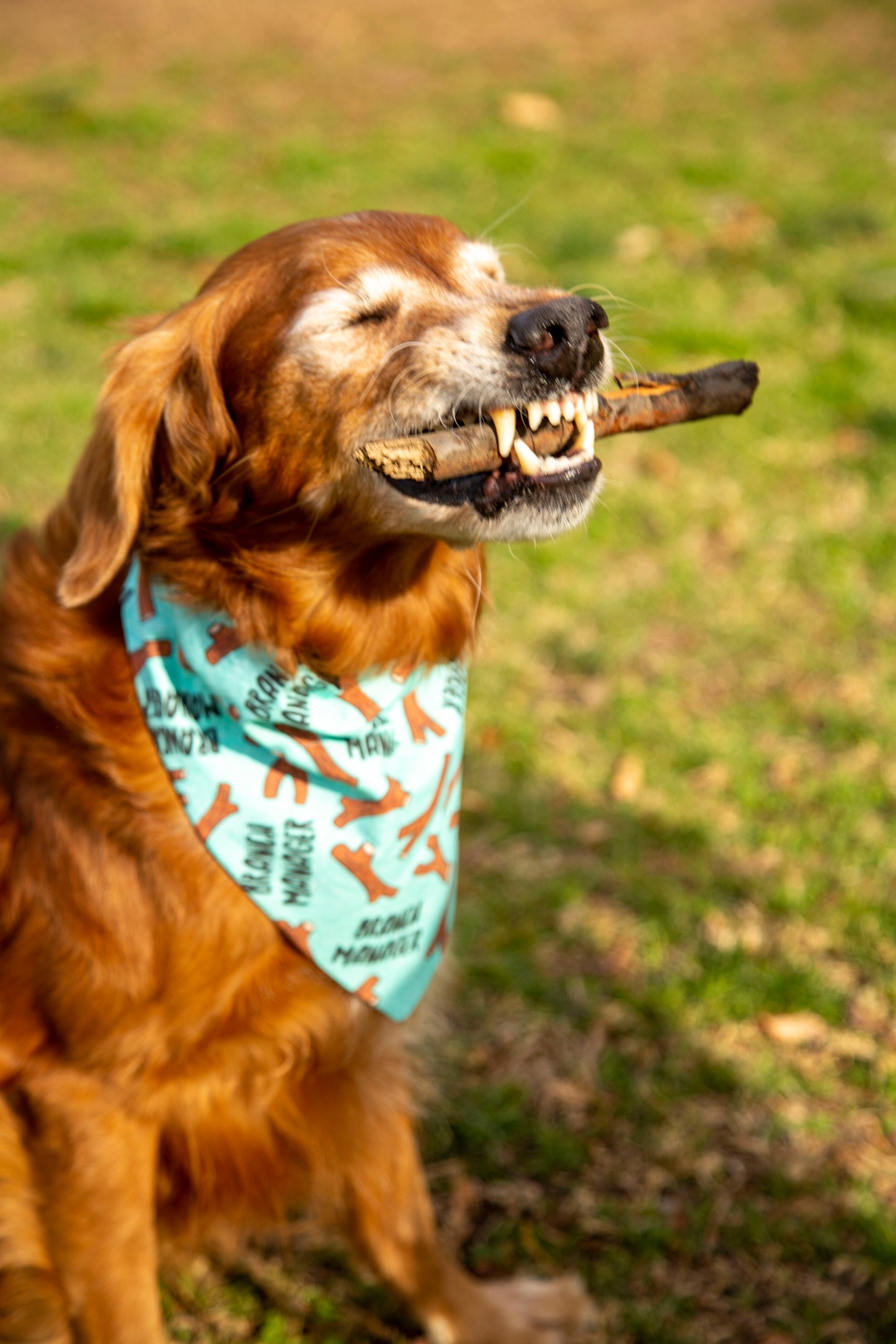 Branch Manager Reversible Dog Bandana