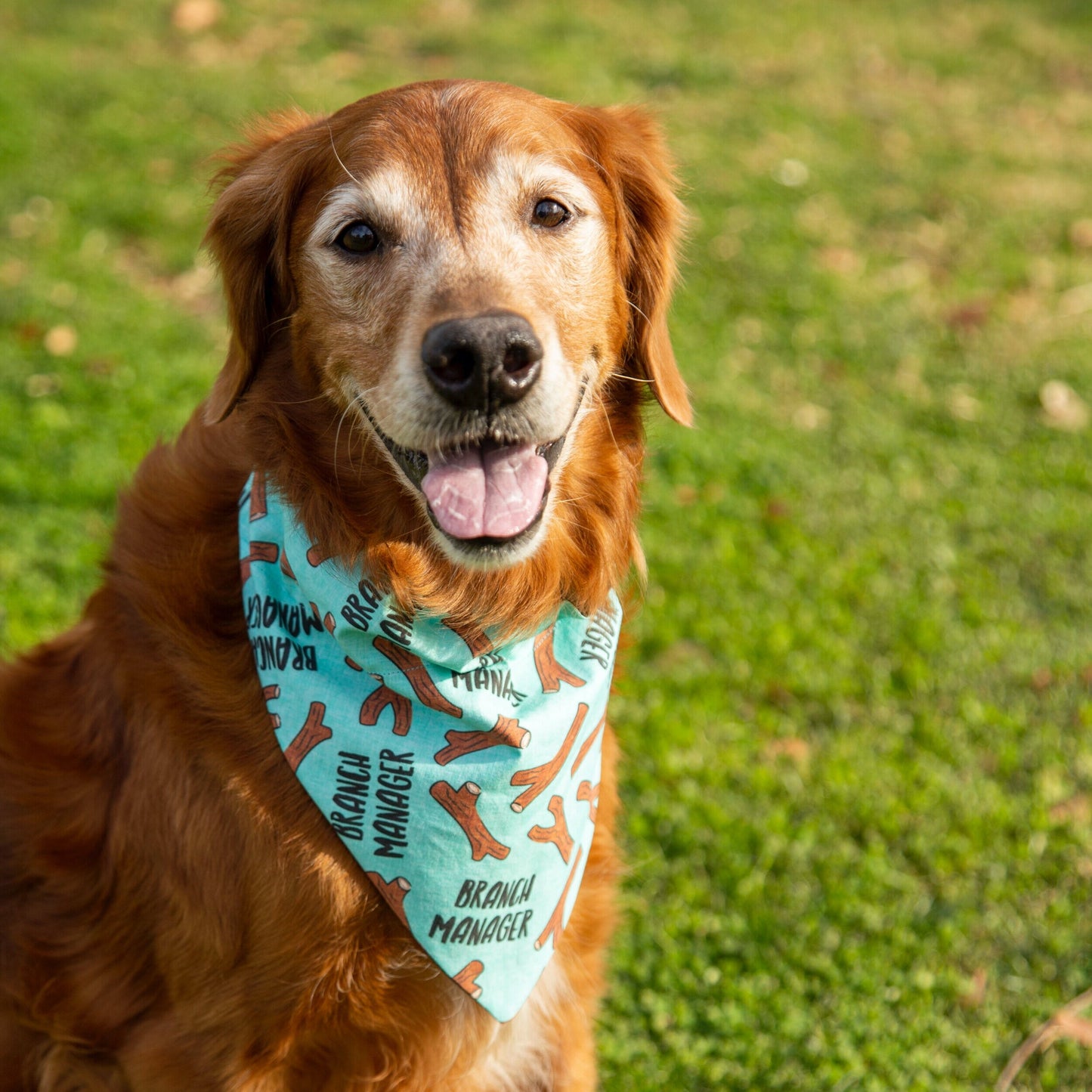Branch Manager Reversible Dog Bandana