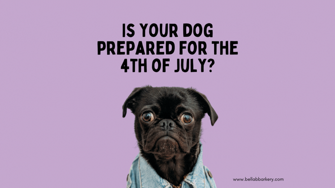 Tips For Keeping Your Dogs Safe On The 4th of July