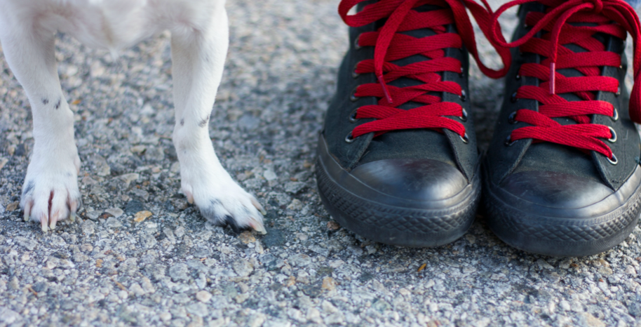 Summer Safety Tips For Your Dog