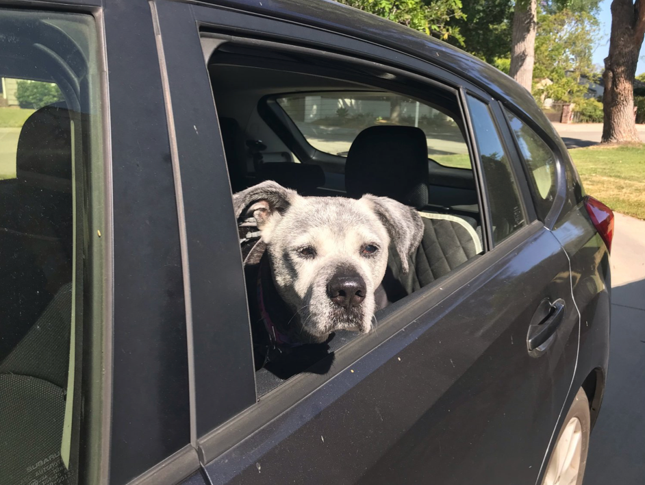 Backseat Dog Travel