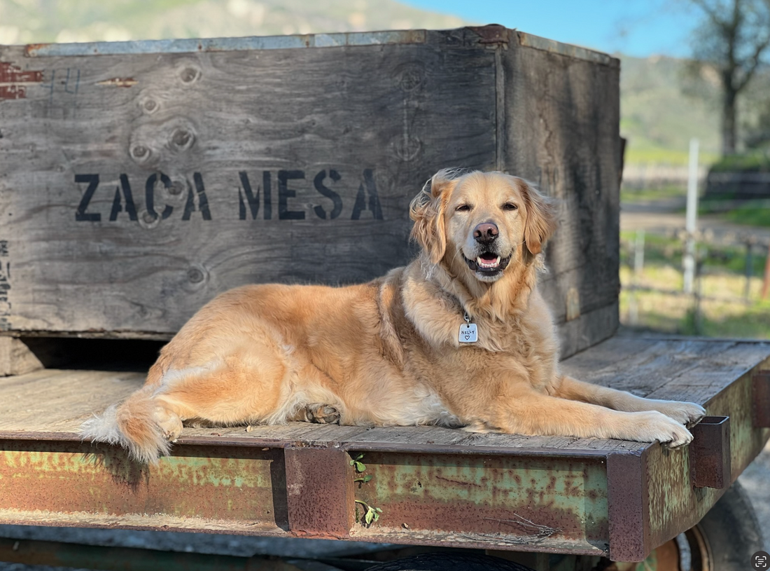Unleash the Fun: Dog-Friendly Wineries in Southern California and the Central Coast