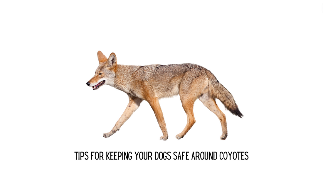 Keeping Dogs Safe From Coyotes