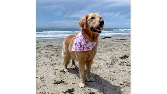 Dog Friendly Beaches from SoCal to the Central Coast