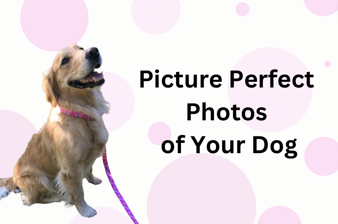 Picture Perfect Photos of Your Dog