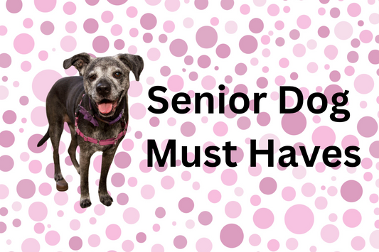 What I Actually Use for My Senior Dogs (Comfort, Mobility and More)
