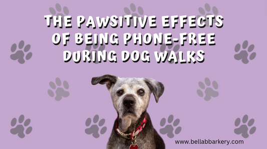 The Pawsitive Effects of Being Phone-Free During Dog Walks