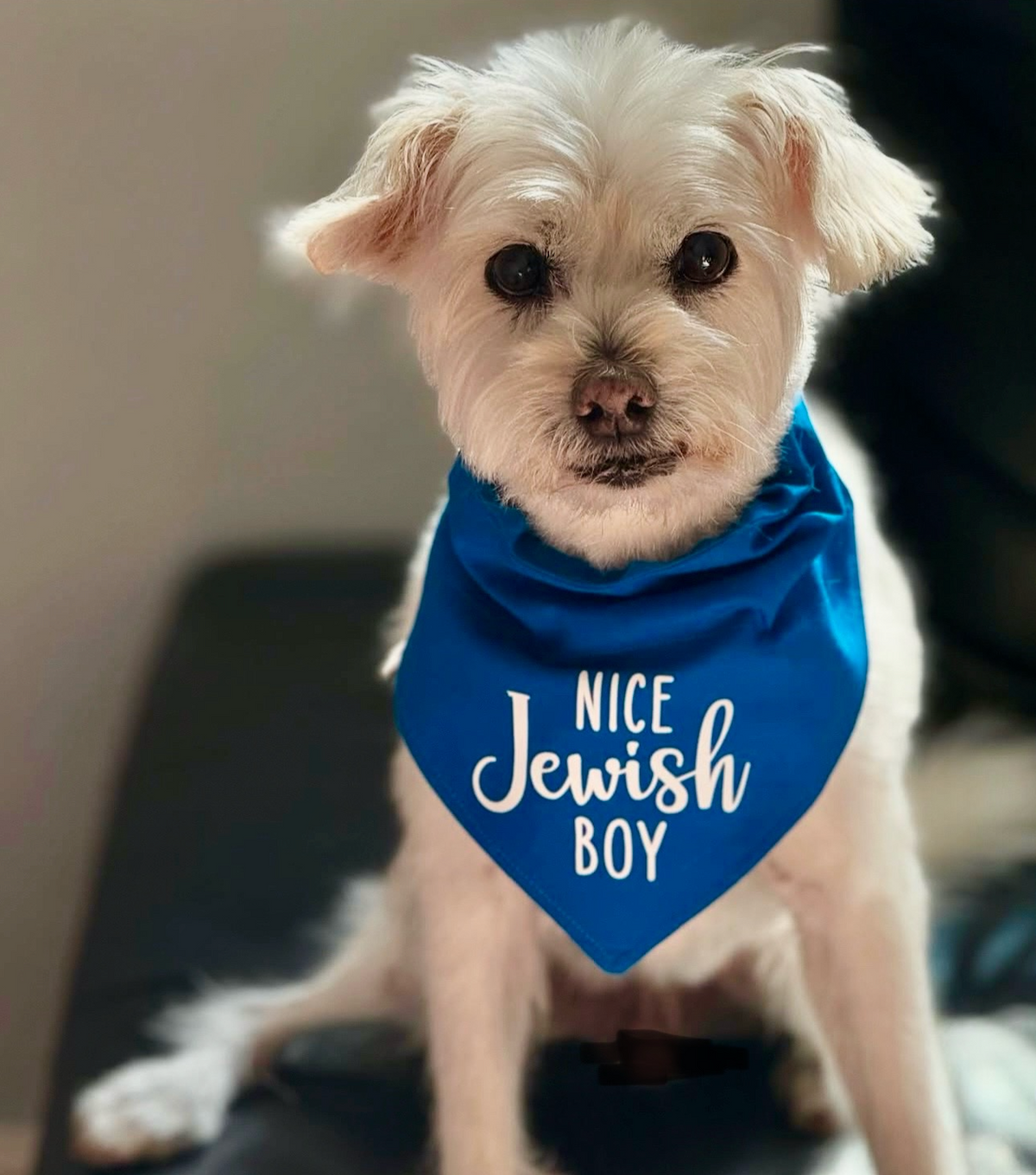 A dog wearing a blue bandana with the text 'NICE JEWISH BOY' printed in white vinyl lettering.