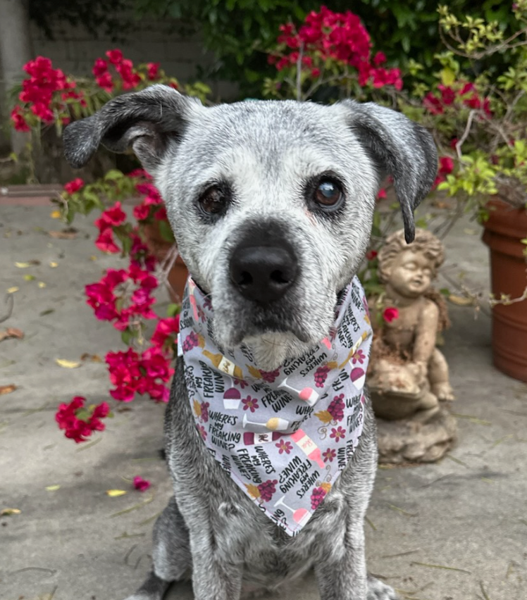 Where's My Freaking Wine Dog Bandana