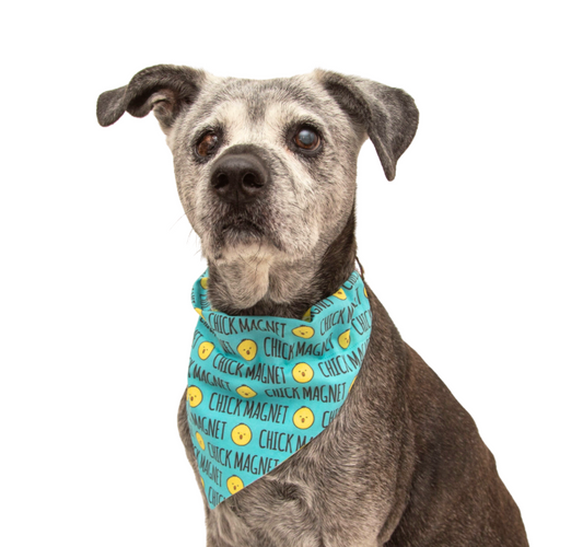 Chick Magnet Dog Bandana