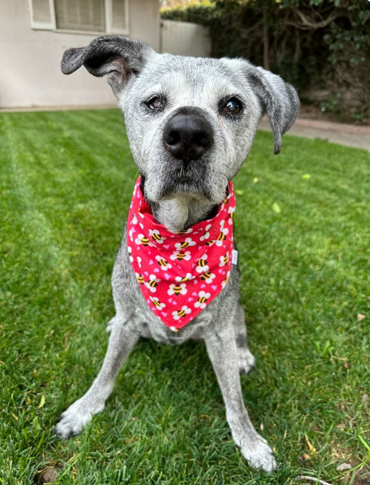 Bee in Love Dog Bandana