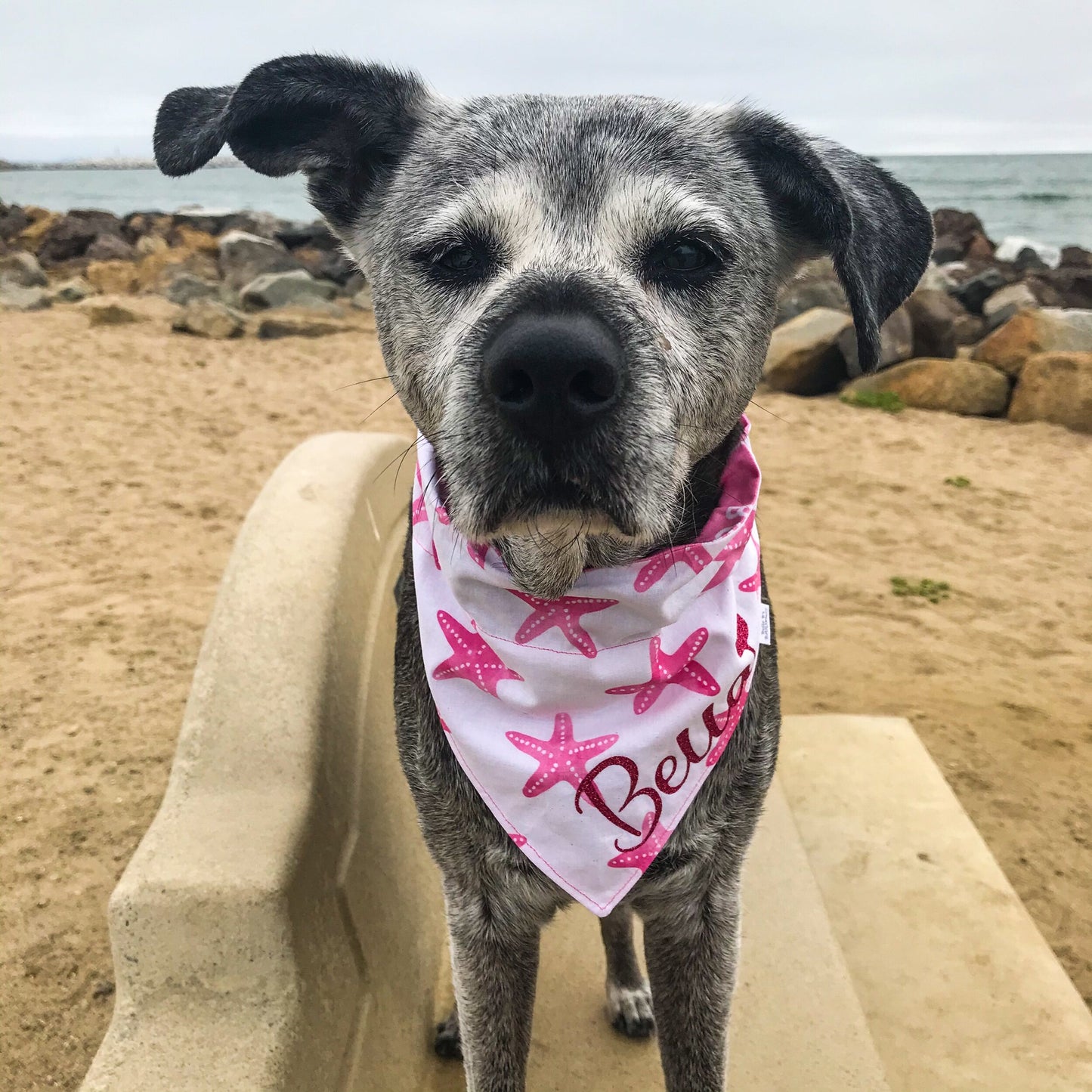 Pink Starfish / Beach Bum Dog Bandana