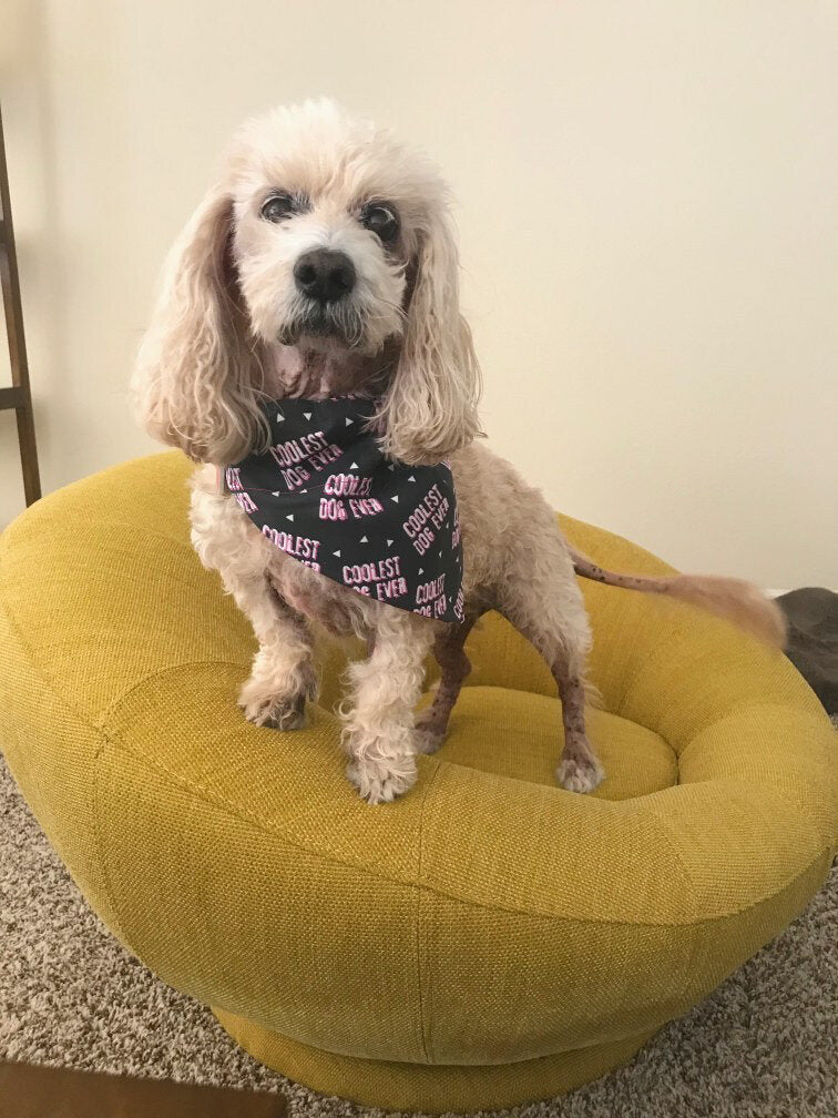 Coolest Dog Ever Reversible Dog Bandana