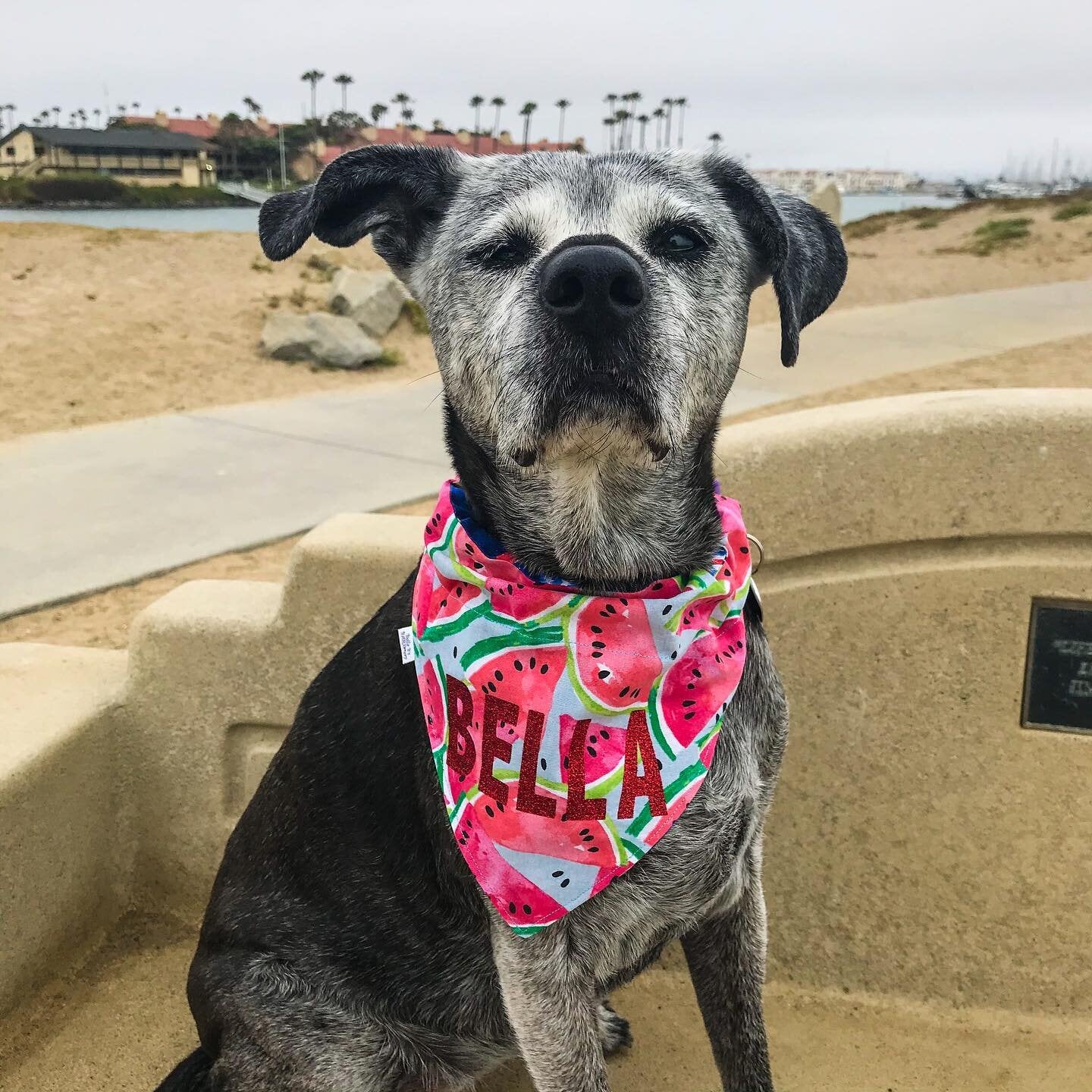 Watermelon and Popsicles Reversible Dog Bandana