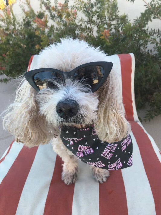 Coolest Dog Ever Reversible Dog Bandana