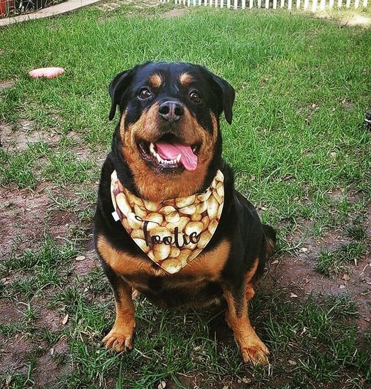 Potato Reversible Dog Bandana