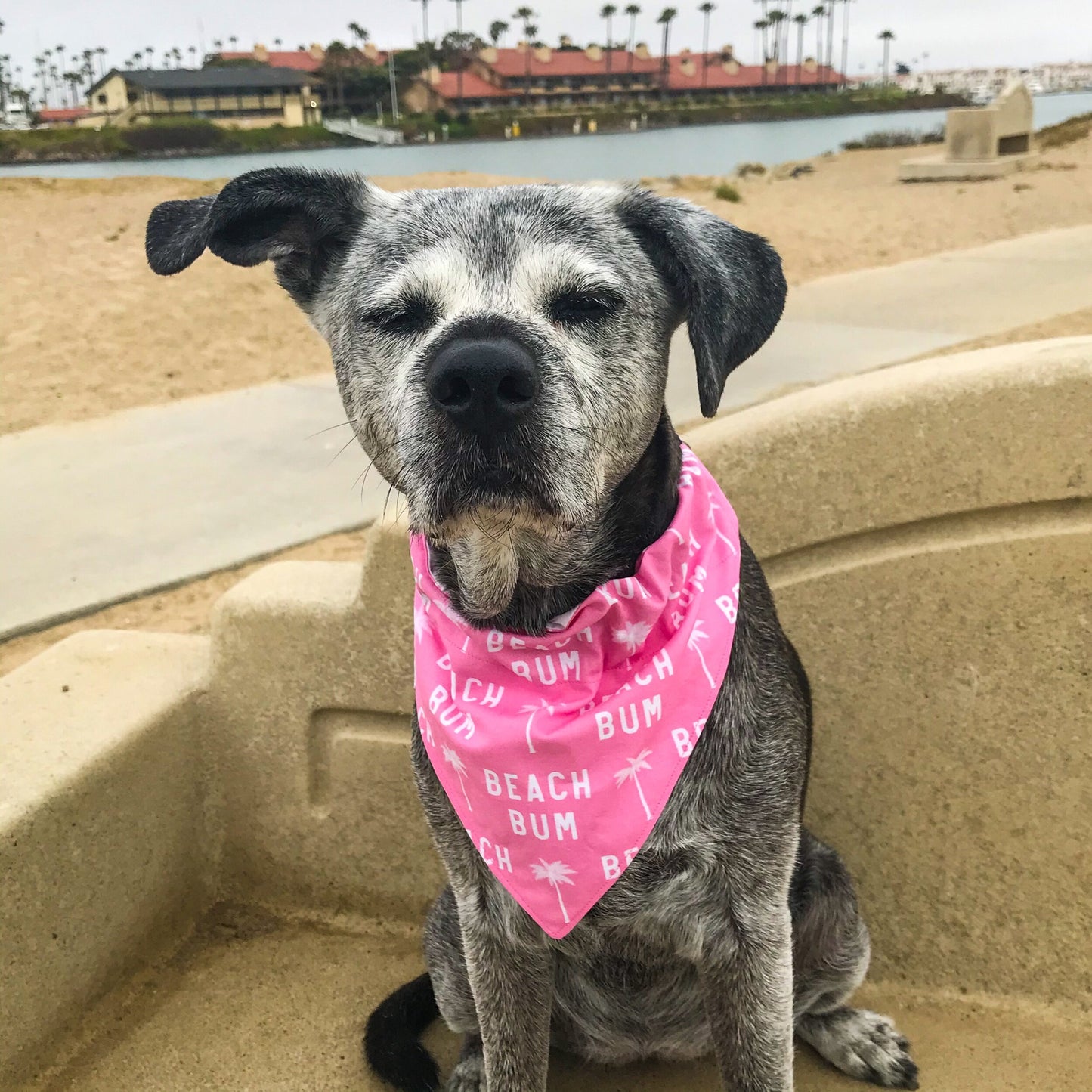 Pink Starfish / Beach Bum Dog Bandana