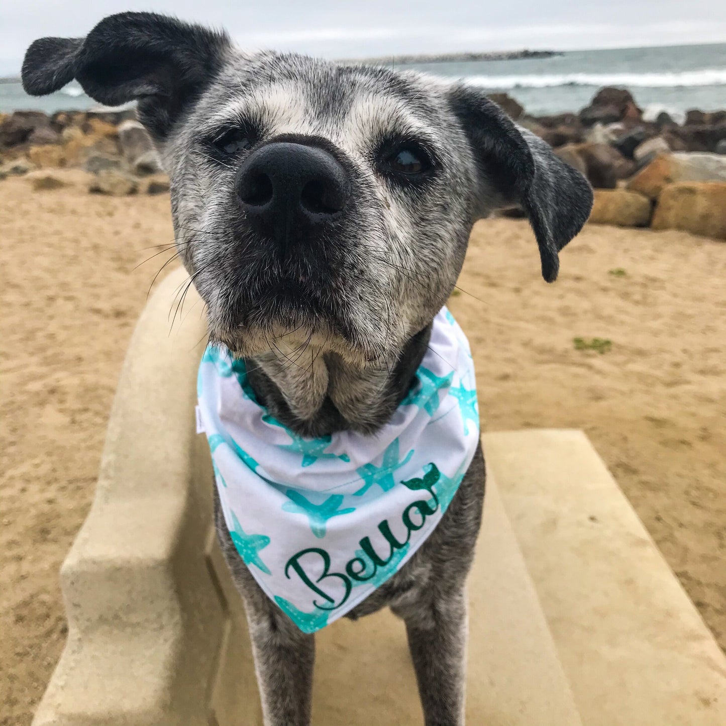 Turquoise Starfish / Beach Bum Dog Reversible Bandana