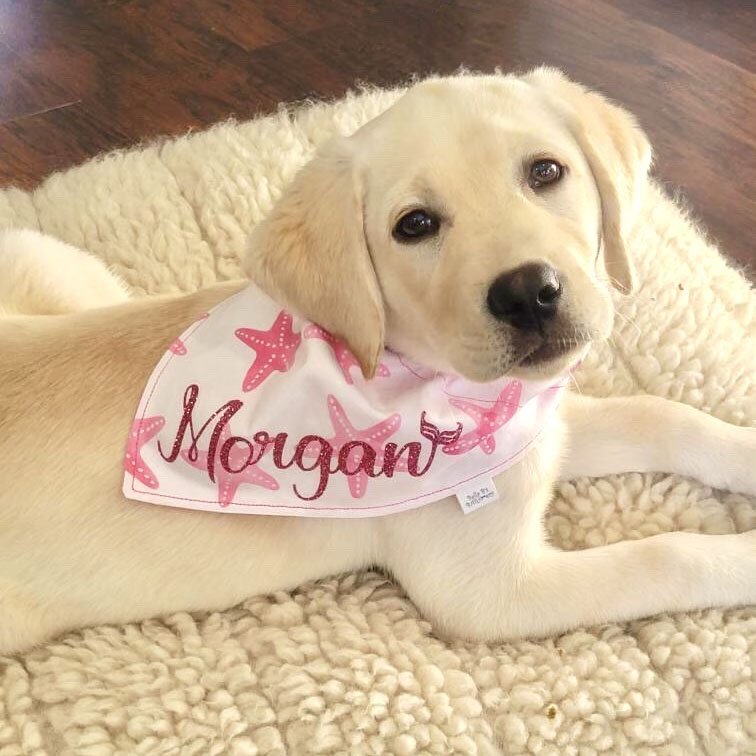 Pink Starfish / Beach Bum Dog Bandana