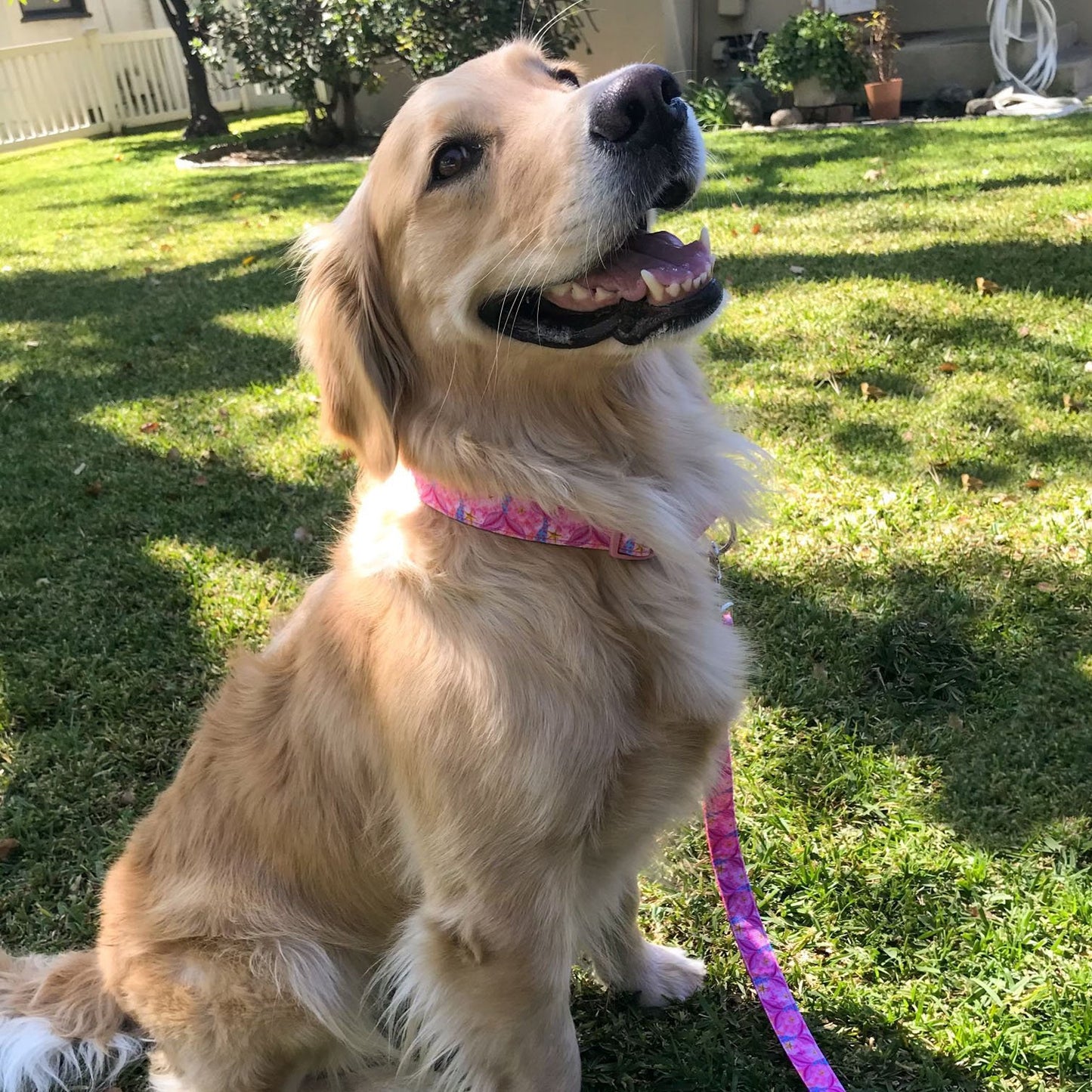 Pink Mermaid Tail Dog Collar and Leash (1" Wide)