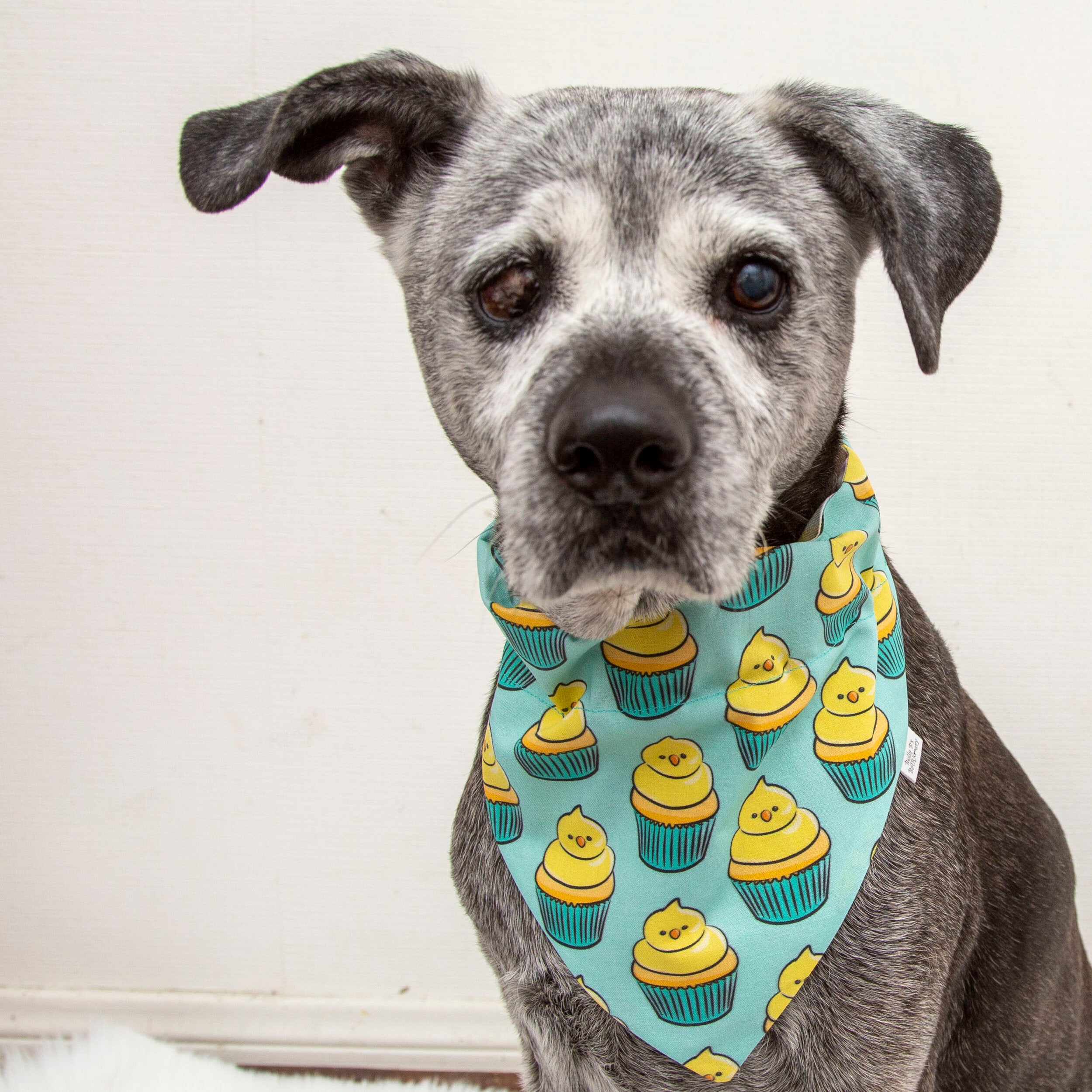 Spring dog bandanas cheap