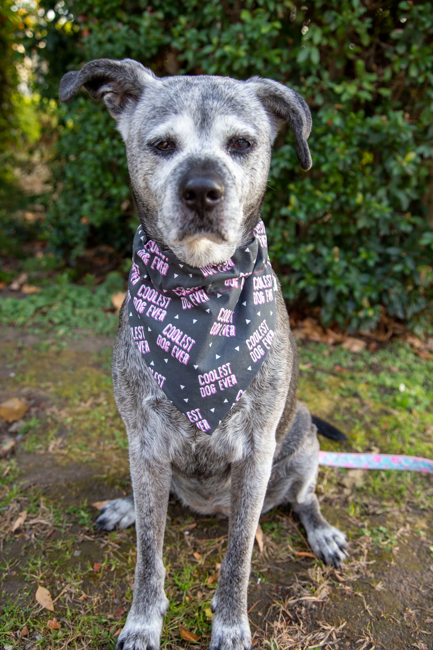 Coolest Dog Ever Reversible Dog Bandana