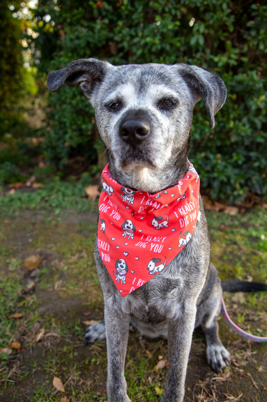 I Really Dig You Reversible Dog Bandana