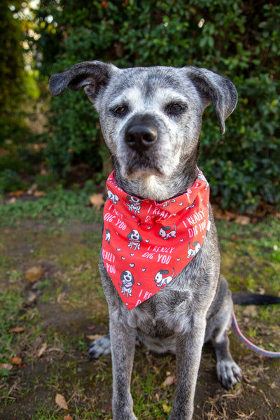 Red bandana sales dog harness