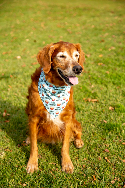 Stud Muffin Dog Bandana