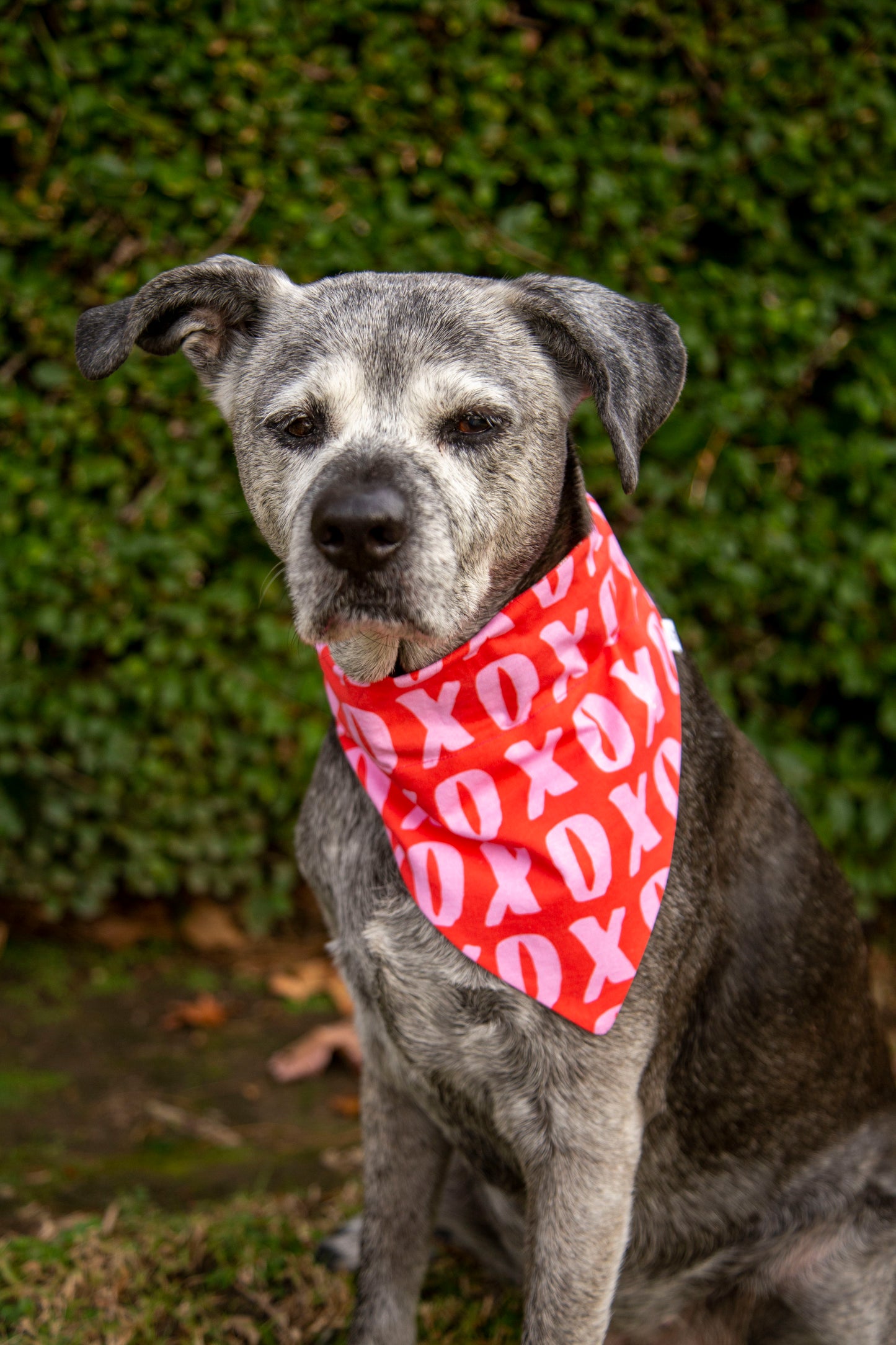 I Really Dig You Reversible Dog Bandana