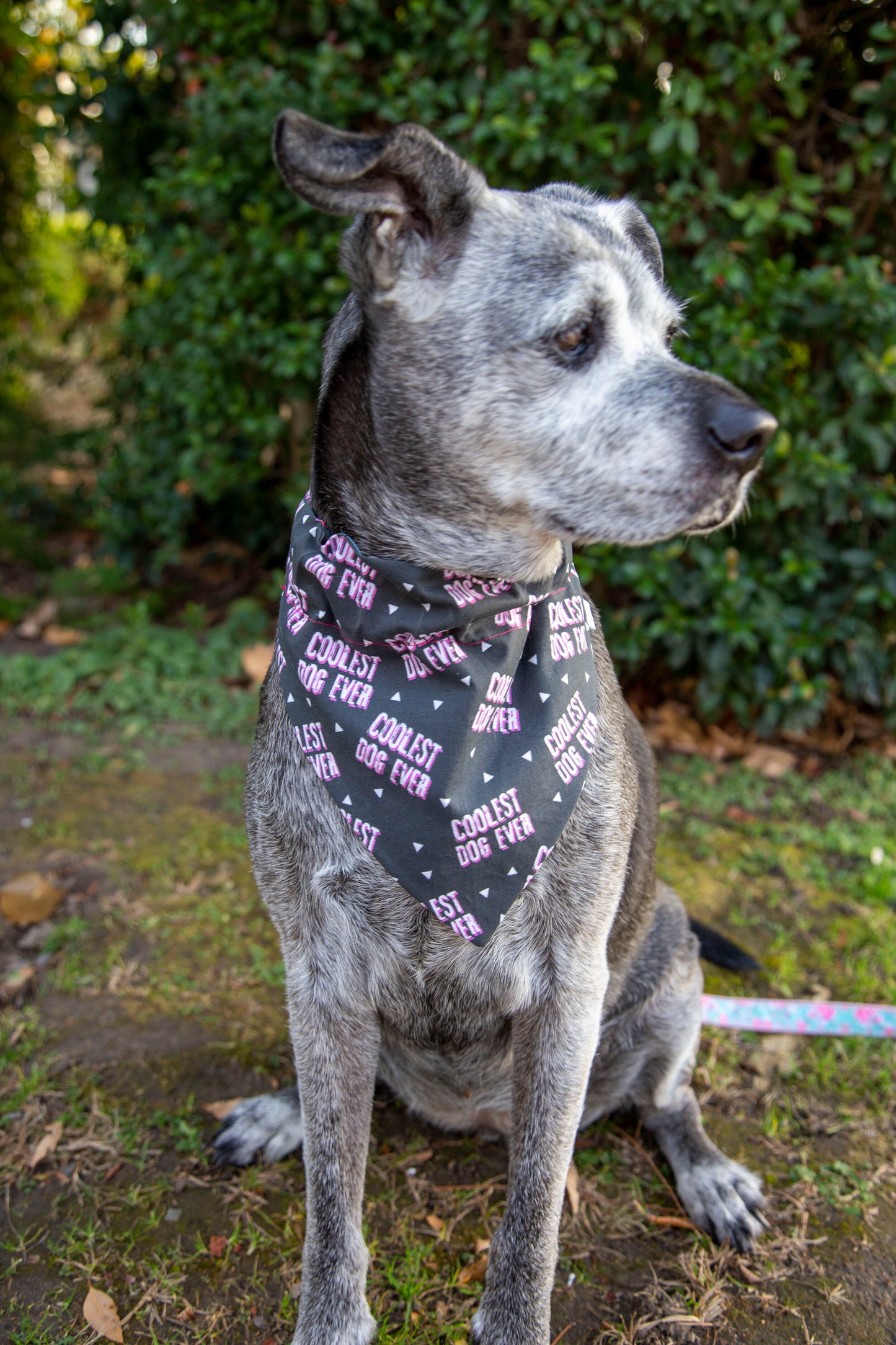 Coolest Dog Ever Reversible Dog Bandana